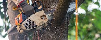 Best Fruit Tree Pruning  in Morgantown, KY